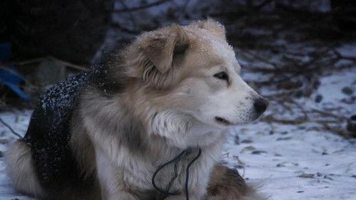 Life Below Zero Season 13 Episode 3 - The Freeze Up