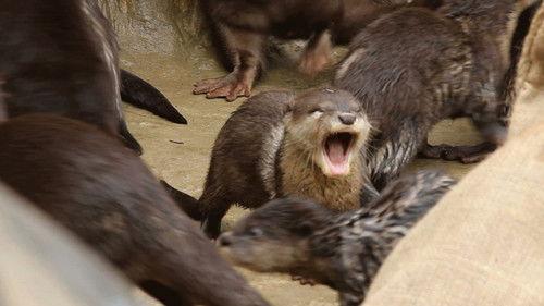 Party Animals Season 1 Episode 1 - Yawning Otter feat. Parry Gripp