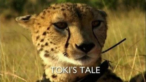 Natural World Season 26 Episode 1 - Toki's Tale