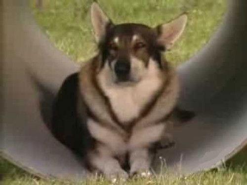 The Littlest Hobo Season 5 Episode 1 - Rookie