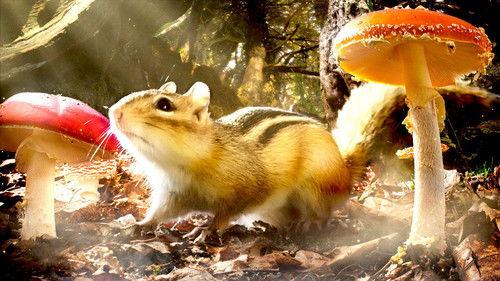 undefined Season 1 Episode 2 - Secret Forests