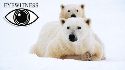 Eyewitness Season 3 Episode 1 - Bear