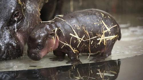 Taronga: Who's Who in the Zoo Season 3 Episode 5 - Pygmy Hippo