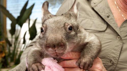 Natural World Season 36 Episode 4 - Kangaroo Dundee and Other Animals (2)