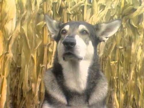 The Littlest Hobo Season 1 Episode 24 - The Further Adventures of Willie and Kate