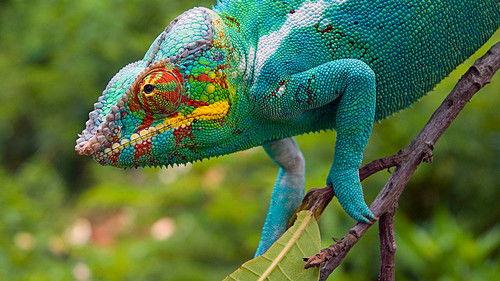 Madagascar Season 1 Episode 1 - Island of Marvels