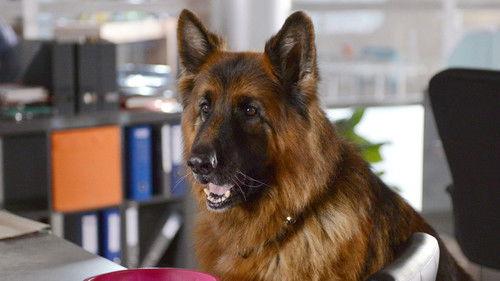 Komisarz Alex Season 11 Episode 13 - Episode 13