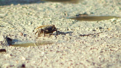 Robinson Season 21 Episode 4 - Episode 4