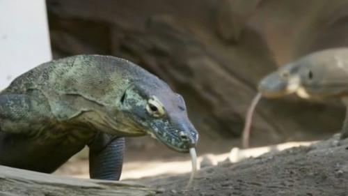 Crikey! It's the Irwins Season 3 Episode 9 - Komodo Connection