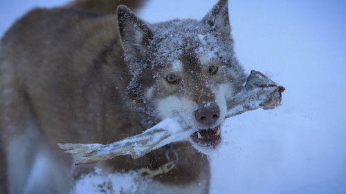 Life Below Zero Season 19 Episode 9 - Can't Change the Fear