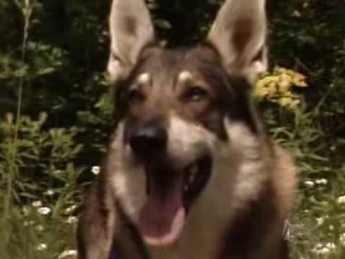 The Littlest Hobo Season 5 Episode 12 - Dragonslayer