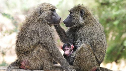 Nature Season 18 Episode 9 - Inside the Animal Mind Part Three: Animal Consciousness