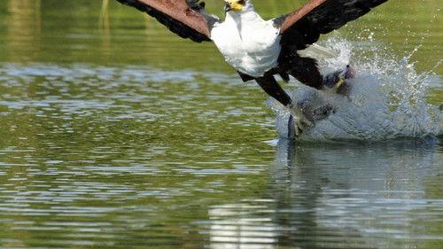 Africa's Deadliest Season 1 Episode 1 - Killer Tactics