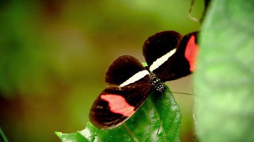 Through the Wormhole Season 3 Episode 2 - Is There a Superior Race?