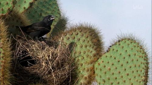David Attenborough's Natural Curiosities Season 2 Episode 8 - Spinners and Weavers