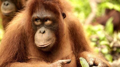 Orangutan Jungle School Season 1 Episode 3 - King of the Jungle