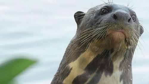 Brazil Untamed Season 1 Episode 9 - Giant Otter Refuge