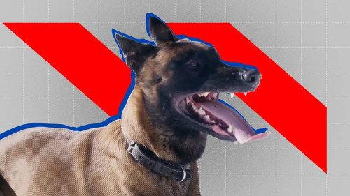 Zembla Season 27 Episode 4 - Bijten als beloning – deel 2