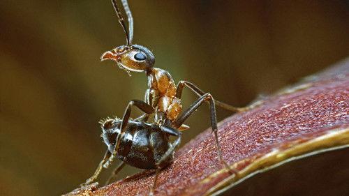 Life Season 1 Episode 6 - Insects