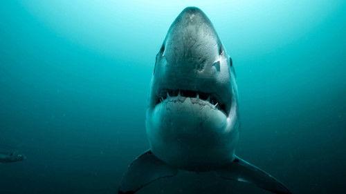 Super Shark Highway Season 1 Episode 3 - Into the Darkness