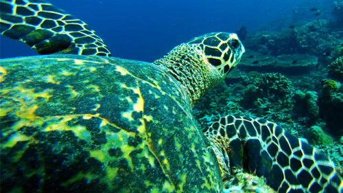 Secret Life of Predators Season 1 Episode 1 - Wet