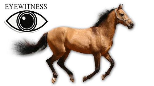 Eyewitness Season 1 Episode 8 - Horse