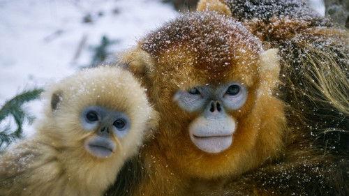 China's Wild Empire Season 1 Episode 1 - Golden Monkeys: Braving the Impossible