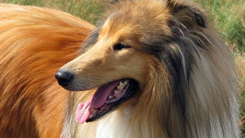 Nature Season 25 Episode 12 - Dogs That Changed The World: Dogs by Design