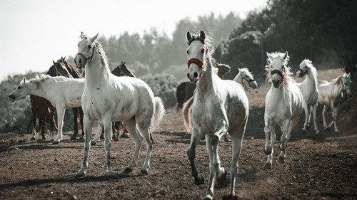 Hamlet Season 1 Episode 1 - Episode 1