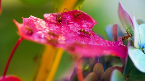 Dyrepasserne Season 14 Episode 3 - Omsorg for store og små