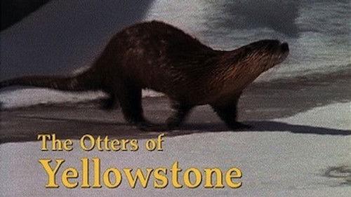 Natural World Season 16 Episode 18 - The Otters of Yellowstone
