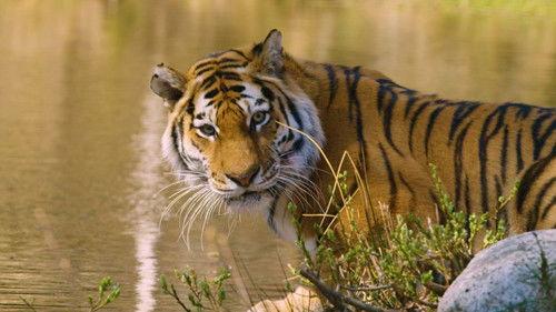 Dyrepasserne Season 11 Episode 4 - Episode 4