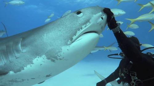 Tales by Light Season 2 Episode 4 - Misunderstood Predators: Part 2