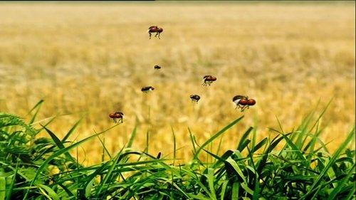 Minuscule: The Private Life of Insects Season 1 Episode 44 - Horsefly