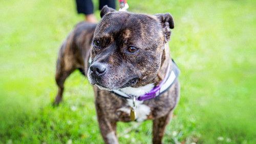 The Dog House Season 2 Episode 9 - Episode 9