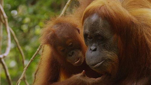 Nature Season 33 Episode 11 - The Last Orangutan Eden