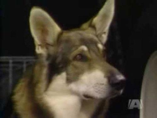 The Littlest Hobo Season 3 Episode 4 - The Day of the Fugitive