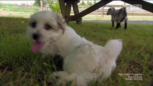 Too Cute Season 2 Episode 1 - Fluffy Puppies & Baby Goats