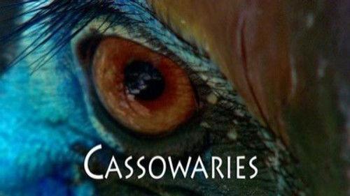 Natural World Season 28 Episode 13 - Cassowaries