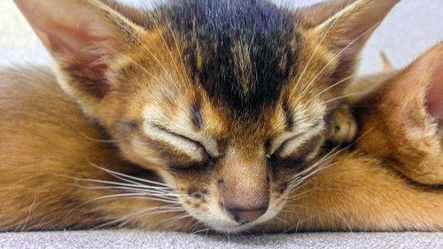 Too Cute Season 5 Episode 13 - Puppy Pros