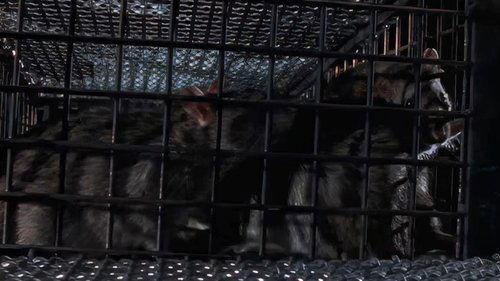 undefined Season 1 Episode 17 - War