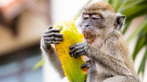 Macaque Island Season 1 Episode 2 - The Grass Is Greener