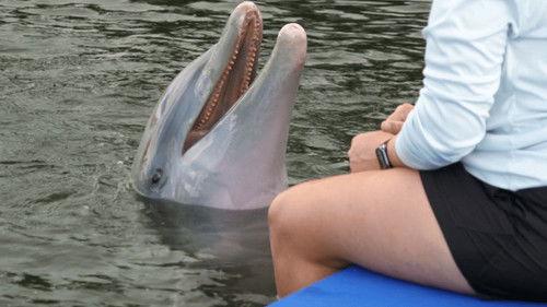 Random Acts Season 7 Episode 1 - Dolphinitely Seaprising