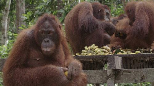 Orangutan Jungle School Season 1 Episode 4 - The Misfits