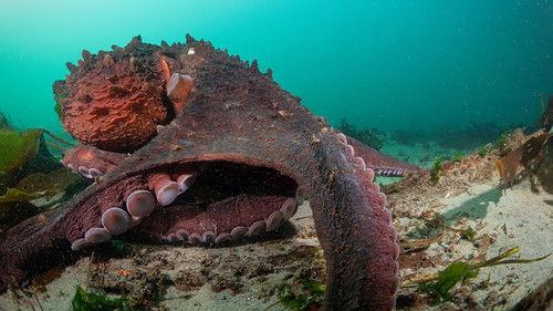 Secrets of the Octopus Season 1 Episode 2 - Masterminds