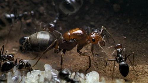 Fierce Queens Season 1 Episode 3 - Desert Empire