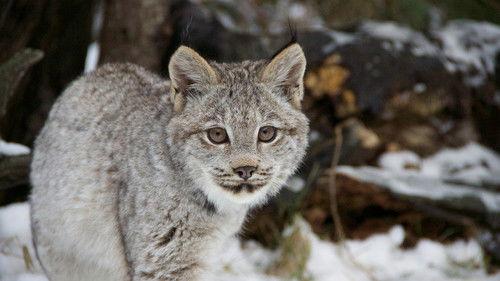 Big Cats: An Amazing Animal Family Season 1 Episode 2 - New World Conquered