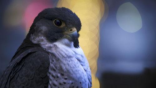 Earth at Night in Colour Season 1 Episode 5 - Wild Cities