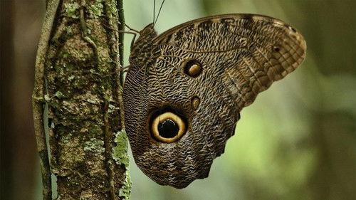 Nature Season 38 Episode 3 - Undercover in the Jungle