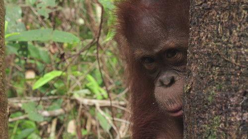 Orangutan Jungle School Season 1 Episode 9 - Second Chances